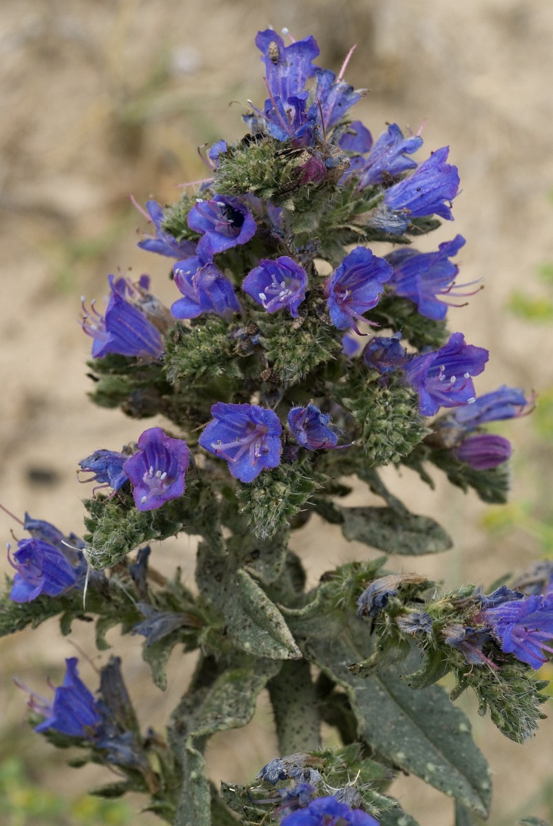 Echium gaditanum